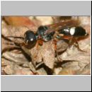 Harpactus lunatus - Grabwespe w02b - OS-Hollage Lehmkuhle.jpg